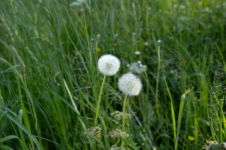 Pusteblume
